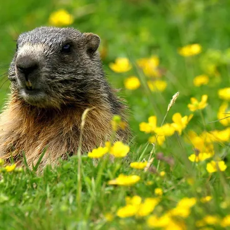 Haus Buol Apartamento Bergün