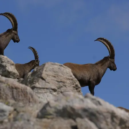 Apartament Haus Buol *