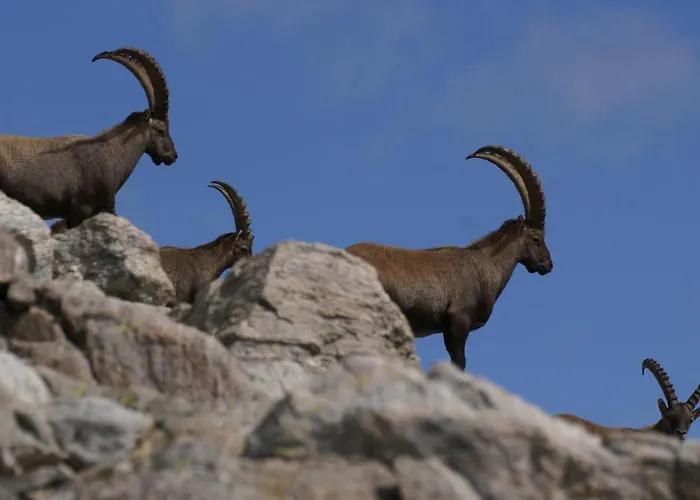 Apartment Haus Buol *