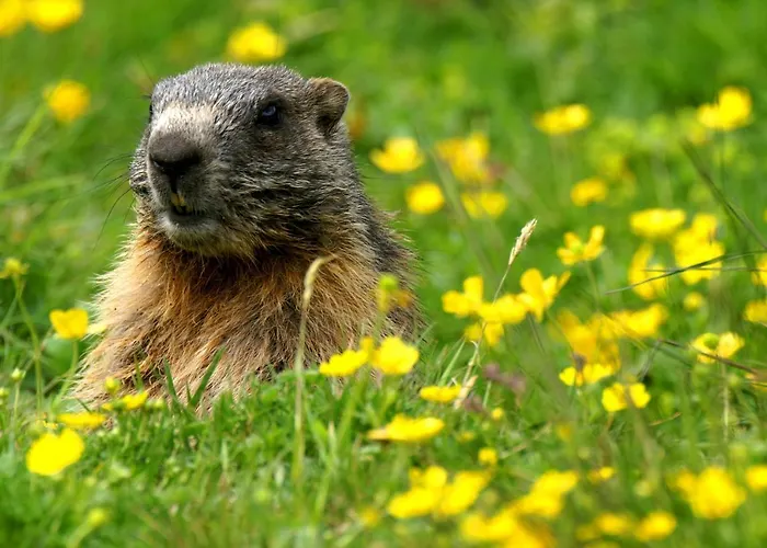 Haus Buol Apartamento Bergün